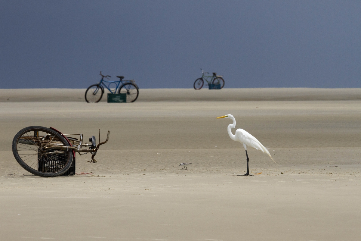 A white egret stands on a tidal shore amongst bicycles and crates