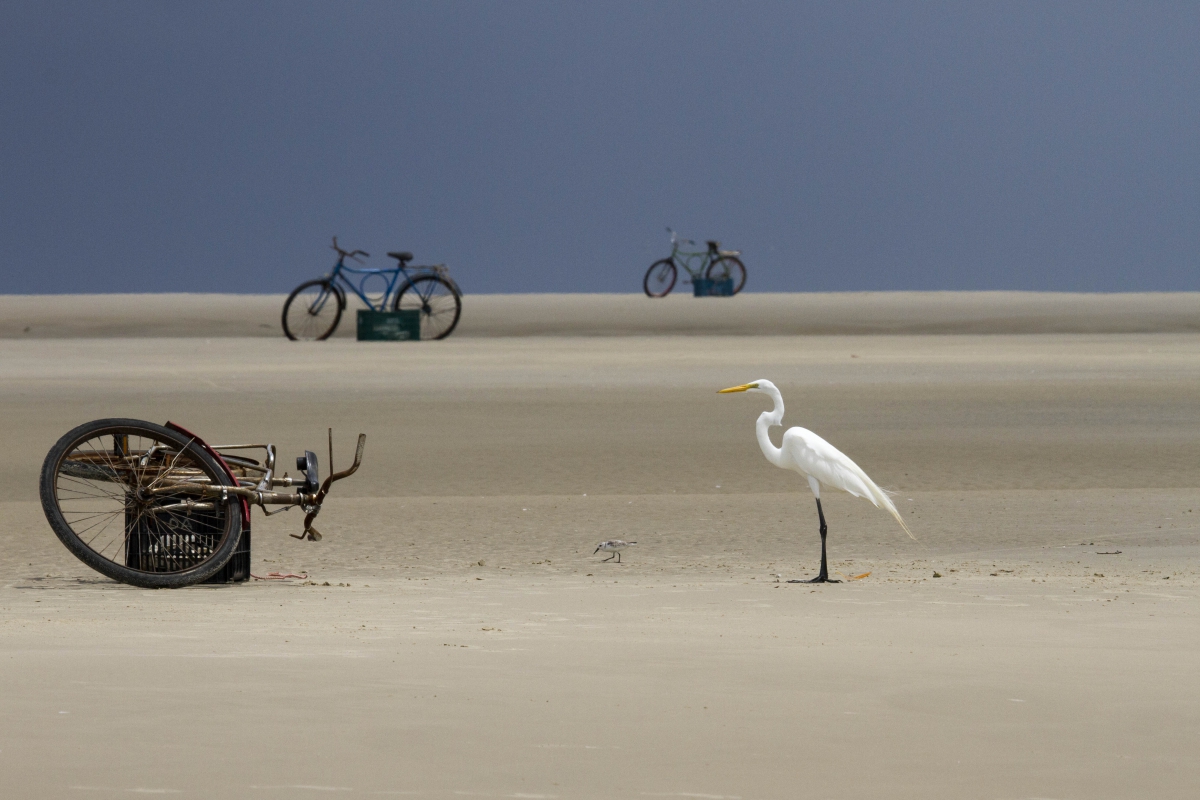 Egret Interrupted. Panaquatira, Brazil. | Photo by Mark Peck, Ornithology Technician A white egret stands on a tidal shore amongst bicycles and crates