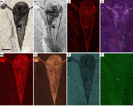 Fossiles d'hyolithe vus au microscope optique