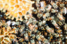 Honey bees clustered in a hive