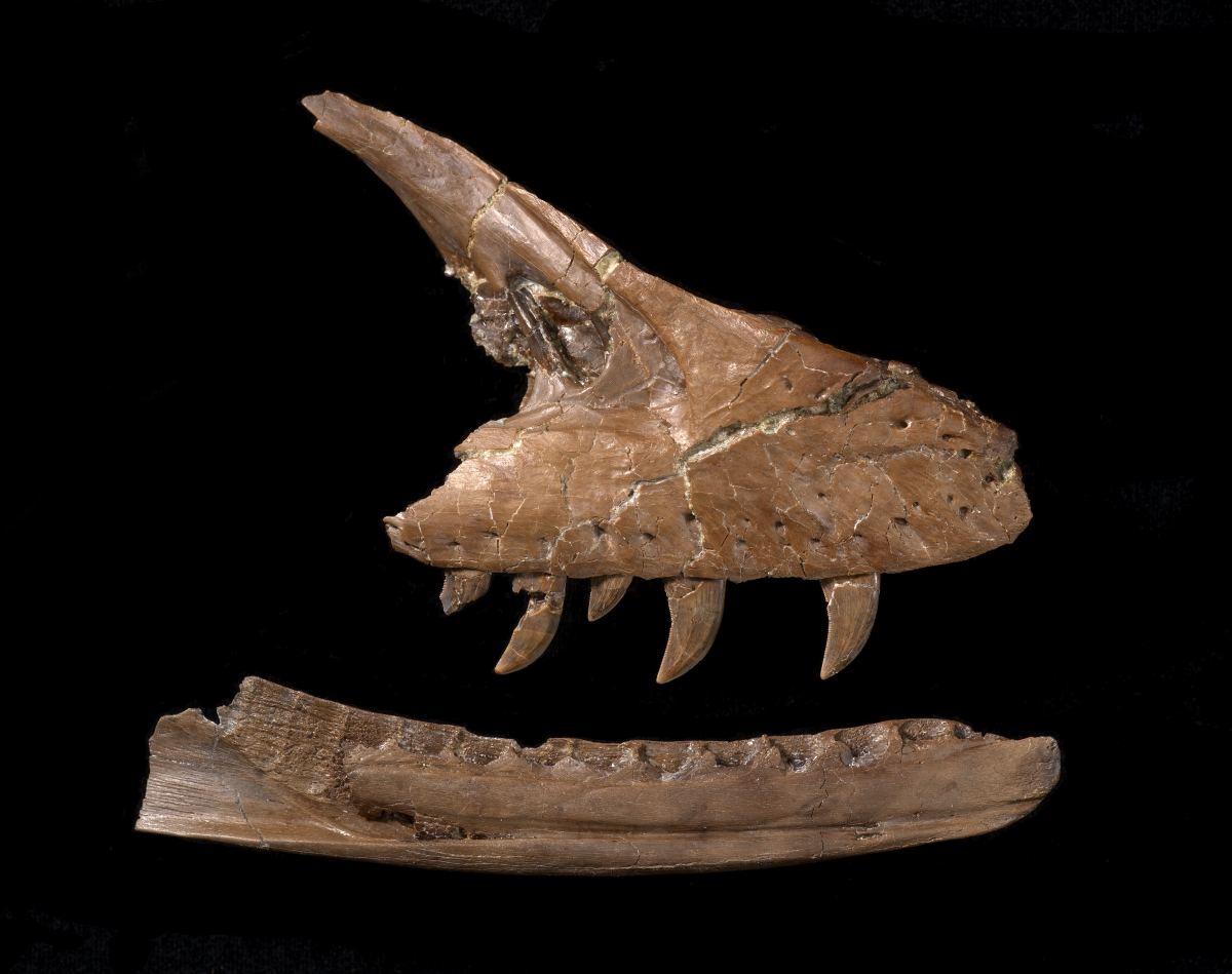 Photo of a raptor jaw fossil