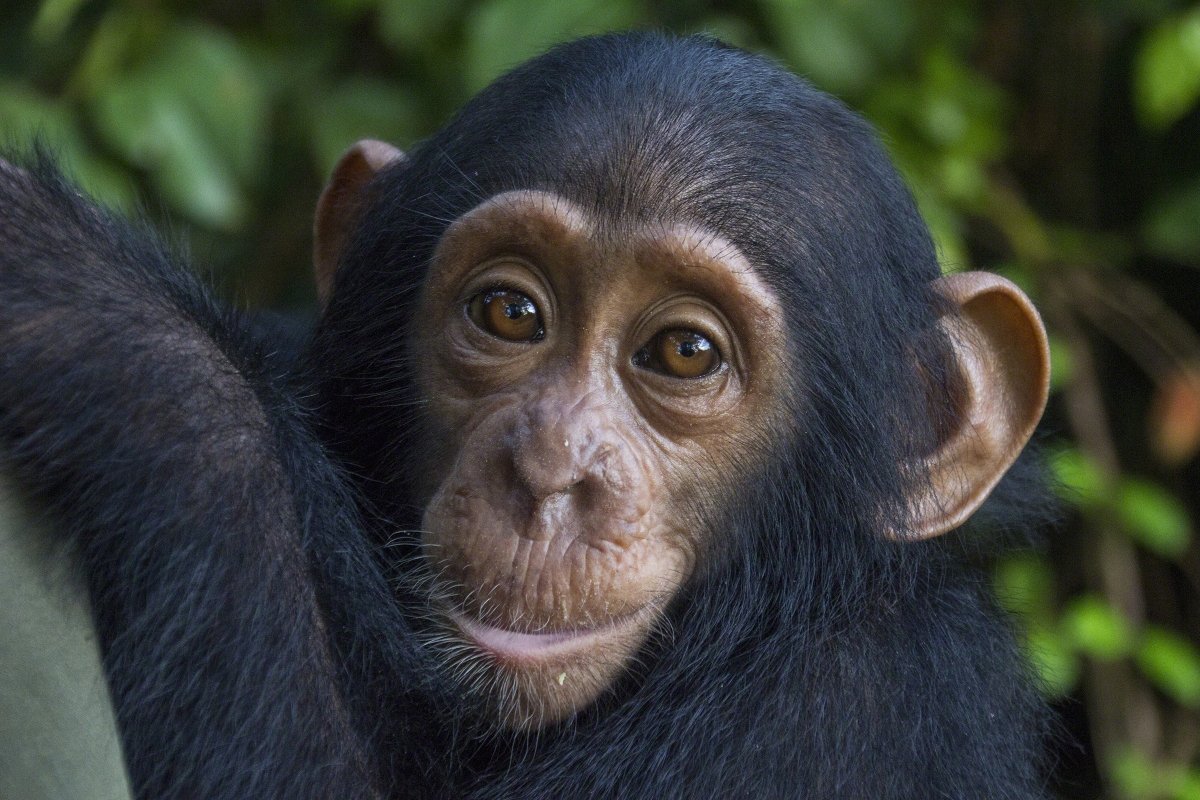 close up photo of Falero, a young chimpanzee in front facing view