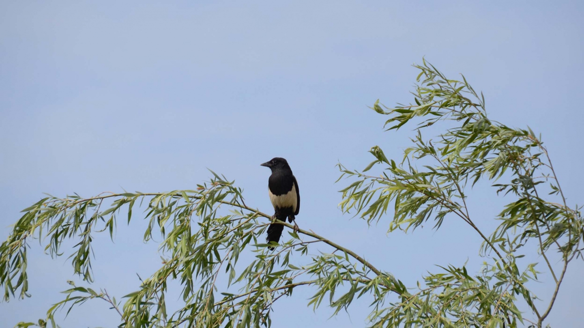 A magpie perched on a tree branch 