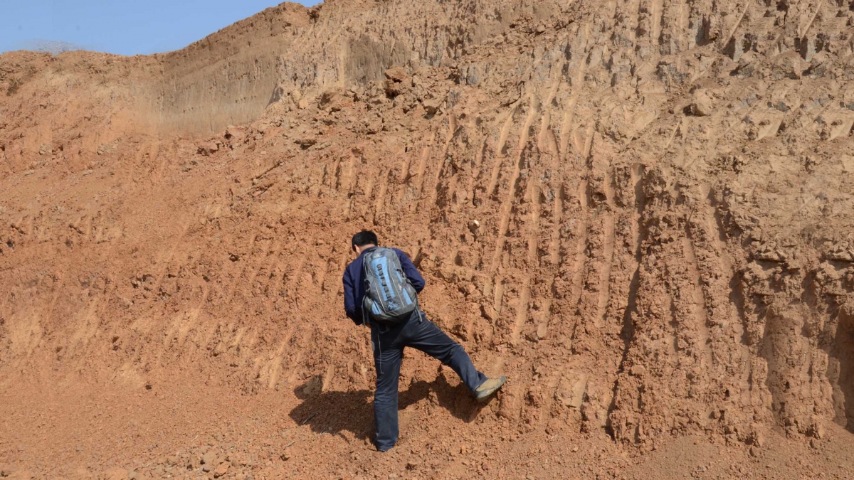 Dr. Wang, the Director of the Luonan project, examining a tool exposed from a highway construction profile