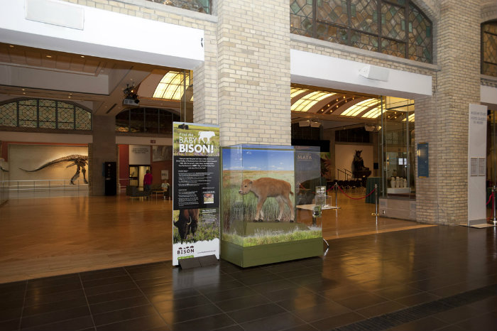 Find the Baby Bison Display at the ROM