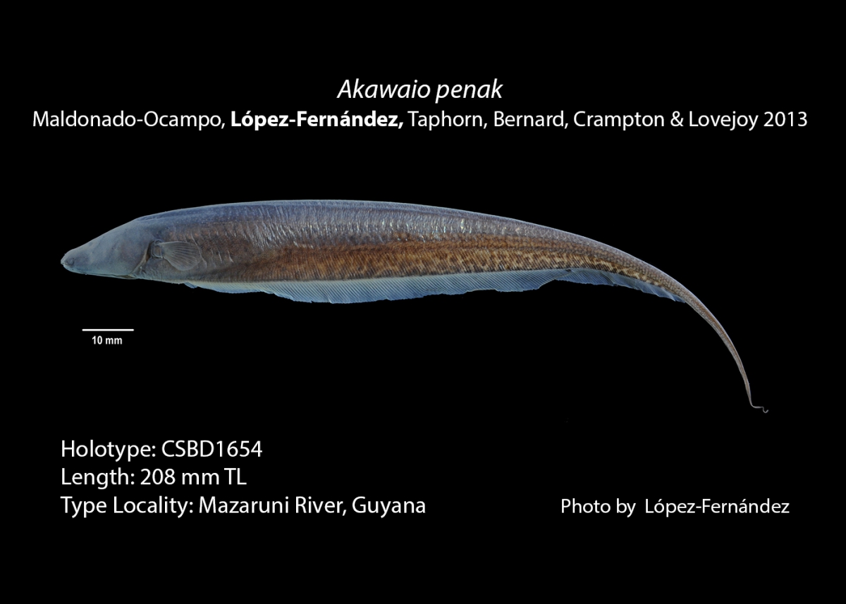 New species are still being described by ROM Ichthyology staff