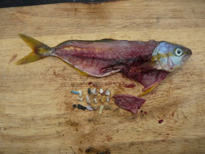 Small pieces of plastic removed from a fish caught in the Great Lakes. Photo credit: Alliance for the Great Lakes