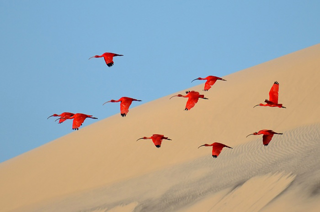 "Flight of the scarlet ibis" by Wildlife Photographer of the Year 2015 Young Wildlife Photographers: 11-15 years old Category winner: Jonathan Jagot 