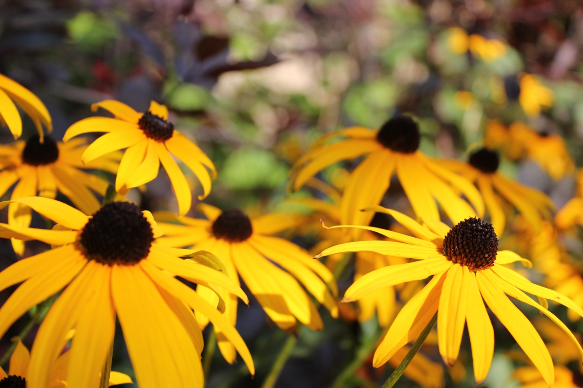 Vibrant yellow flowers