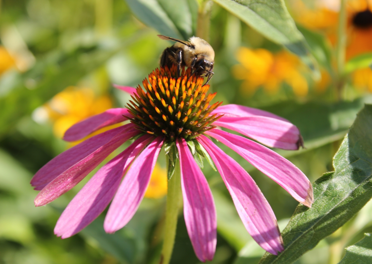 Polinating bumble bee on a pink and orange flower