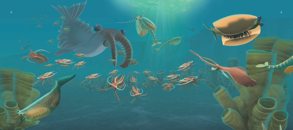 The Cambrian Sea, illustrated by Marianne Collins, © Royal Ontario Museum