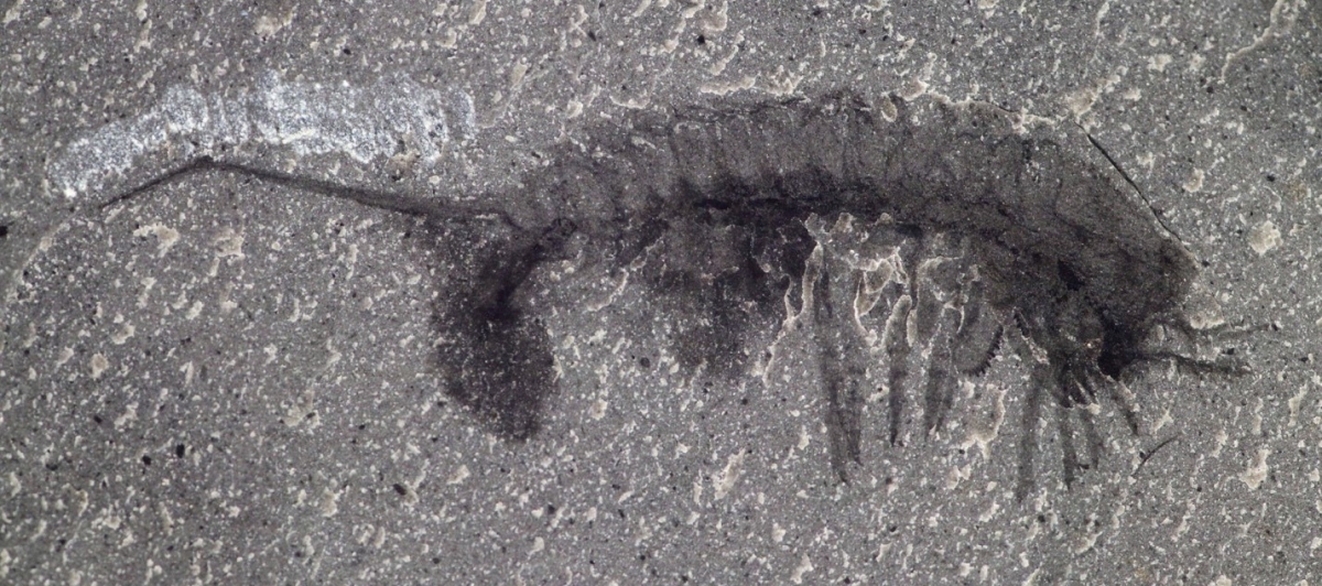 fossil-2-habelia-optata.jpg