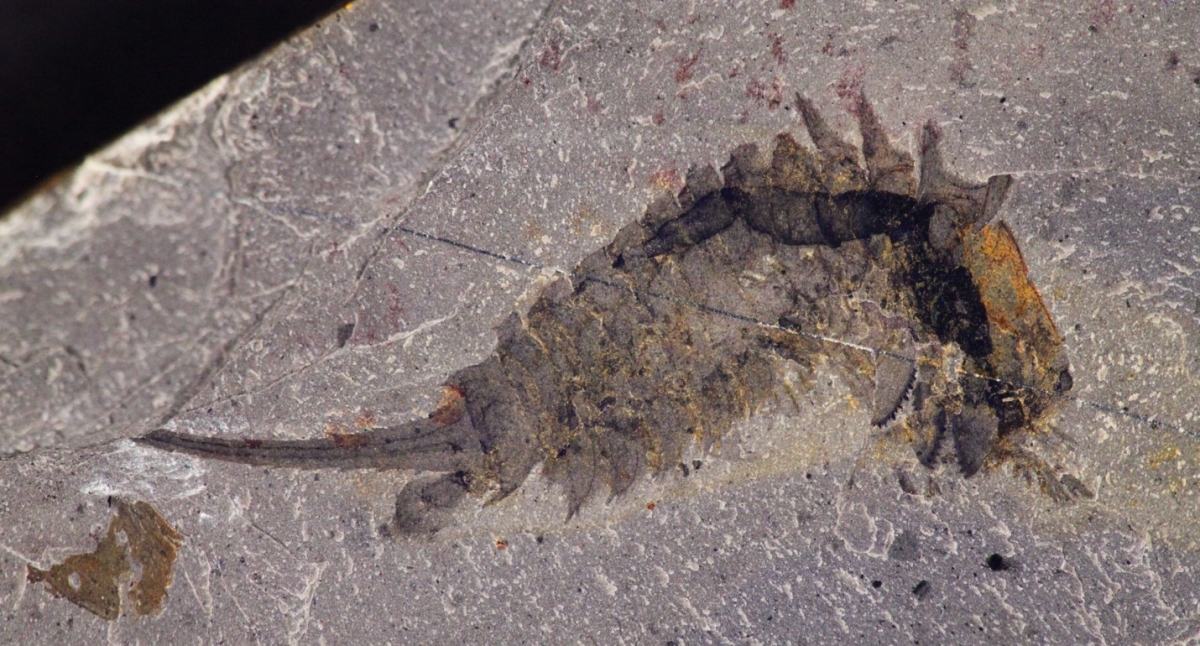 fossil-habelia-optata.jpg