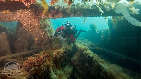Scuba diver exploring the underwater site of the Franklin Ship.
