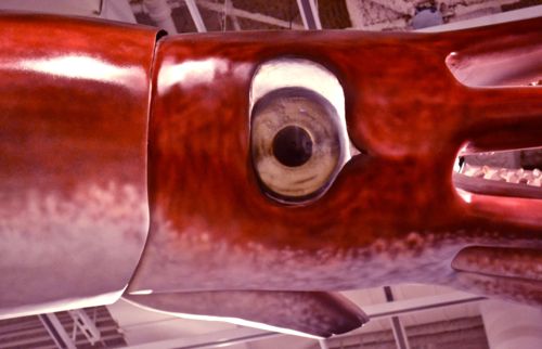 Apparently giant squids roar. Giant Squid at the ROM