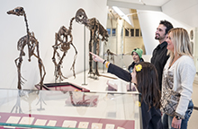 Young girl pointing at dinosaur skeleton