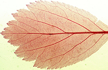 Une feuille d'arbre rouge sur fond blanc