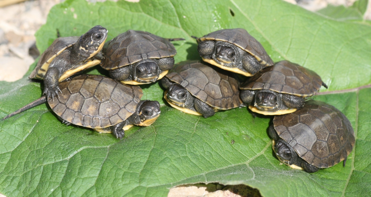 Close up of seven Blanding's turtle hatchlings together on a green leaf.