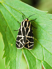 Yukon Grammia is a type of tiger moth that is found only in the far northwest of North America. Photo courtesy of Syd Cannings