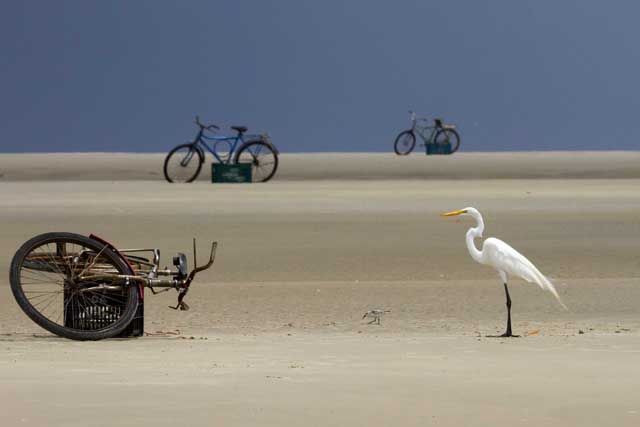 Great egret waiting for the fisherman’s return in Curupu, Brazil. Photo by Mark Peck