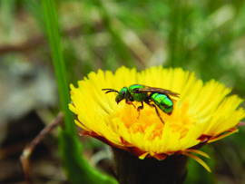 Green bee resting on a yellow flower
