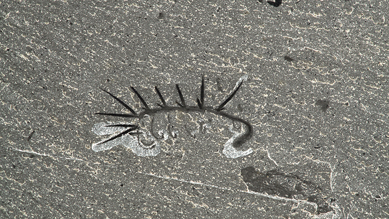 Amazing fossils recently discovered from the Cambrian Hallucigenia_fossil_rom_61513_web