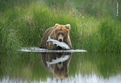 Canadian entries in this year’s exhibition include The Perfect Catch by Hannah Vijayan