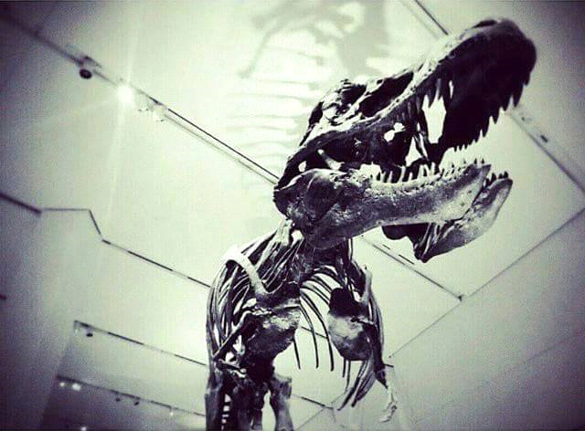 The ROM's T-rex