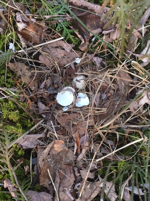 Broken egg shells in a nest on the ground