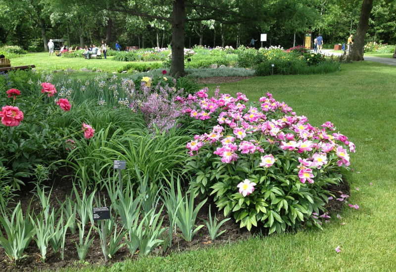 tiny peonies