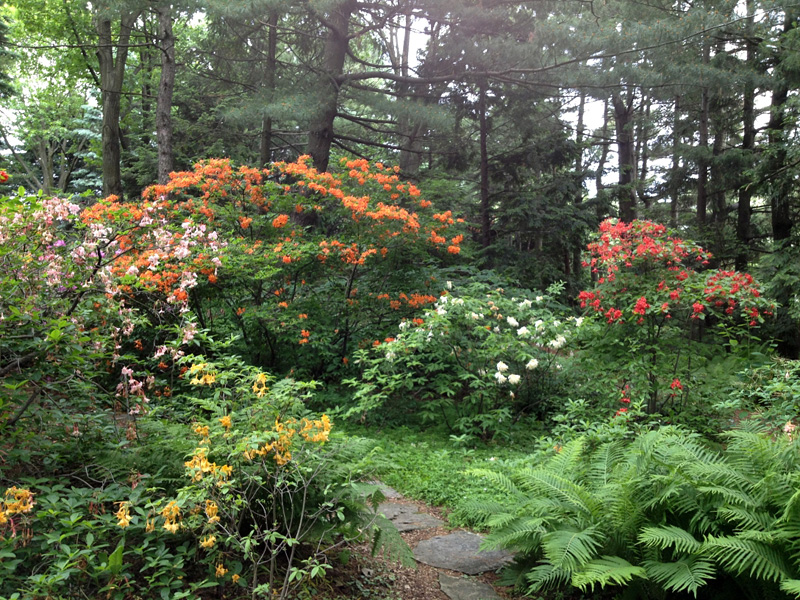 tiny azaleas