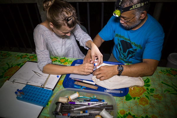 Dr. Burton Lim & Dr. Signe Brinklov collecting wing punches for DNA sampling. Credit: Vincent Luk