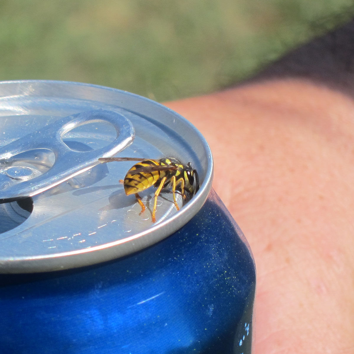 Vespula sp.