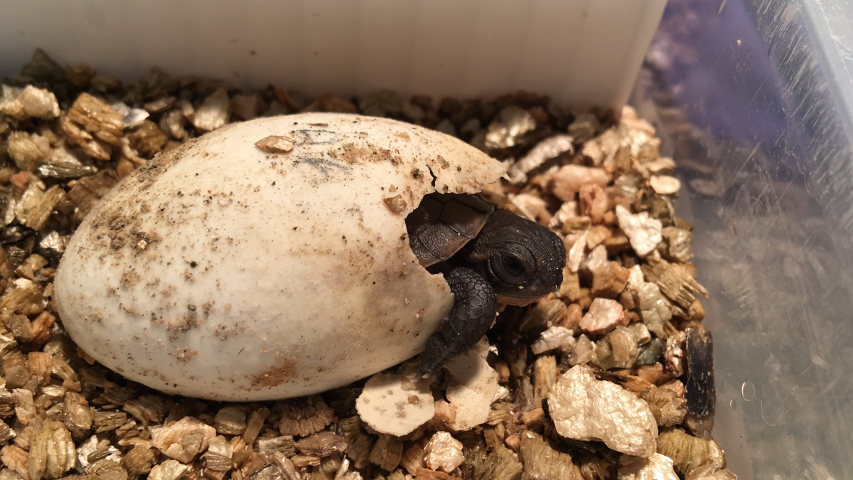 Close up image of Blanding's Turtle hatching out of it's shell.