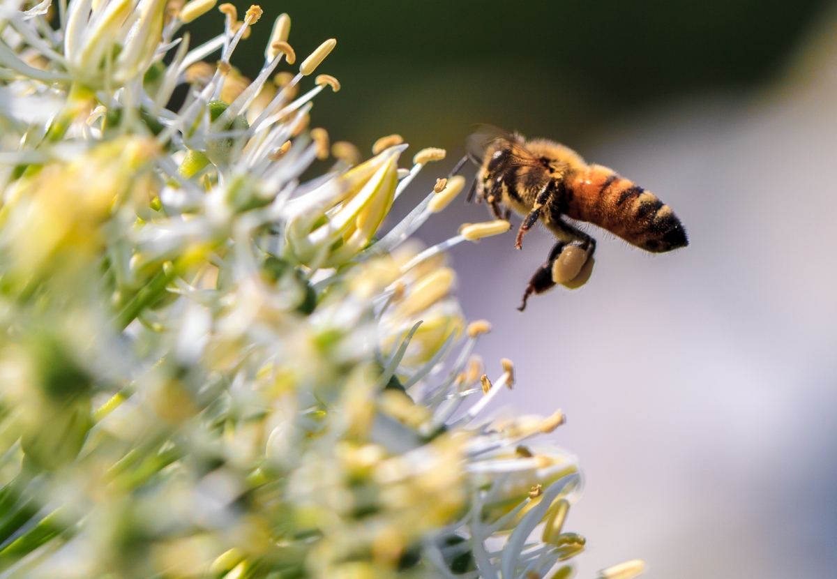 Bee and flower