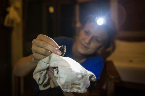 Dr. Signe Brinklov examines a small pipistrelle bat before releasing it to record its echolocation call. Credit: Vincent Luk