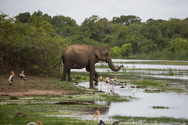Wild Asian elephant sharing some water with painted storks at Kumana National Park. Credit: Vincent Luk