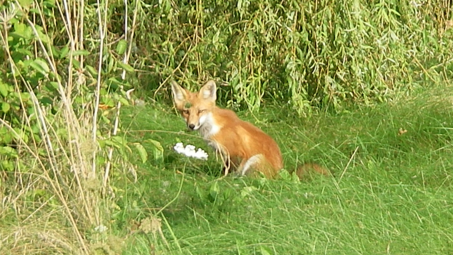 Fox in natural landscape.