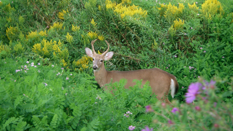 Deer standing in thick bushes and trees.