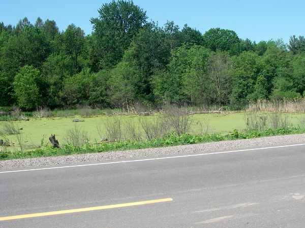 Heart Lake wetland complex, bisected by roads in Brampton, Ontario.