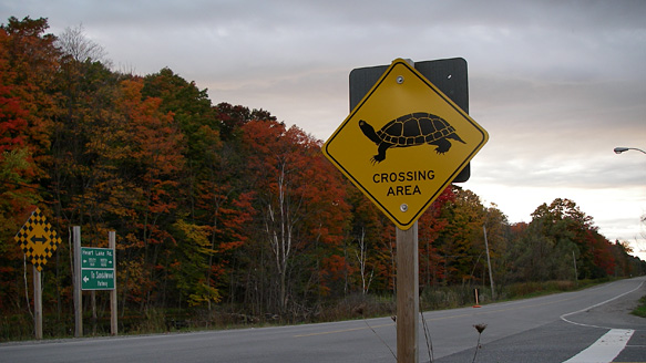 Turtle crossing road sign.