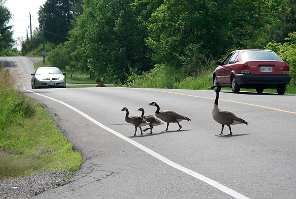 Geese crossing a busy highway.
