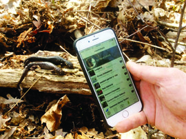 Person with an iPhone taking a picture of some salamanders