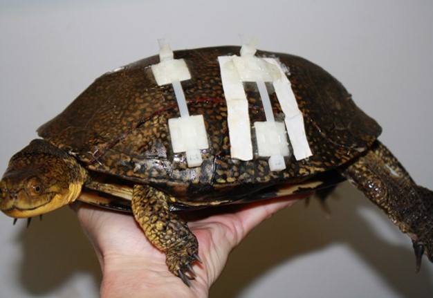 A injured Blanding's turtle treated for shell damage due to collision. 