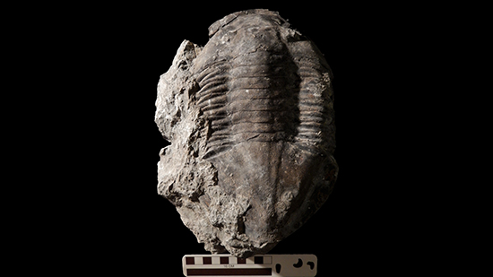 Trilobite fossil on black background.