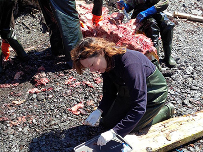 Jacqui Miller collects tissue samples from the second blue whale in 2014 on the shores of Newfoundland. Photo Credit Jacqueline Miller