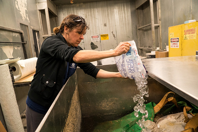 Creativity and adaptation were a big part of preserving the first blue whale heart in the world. Jacqui poors dozens of bags of ice over the heart to keep it cool while prepping it for formaldahyde fixation. Photo by Stacey Lee Kerr