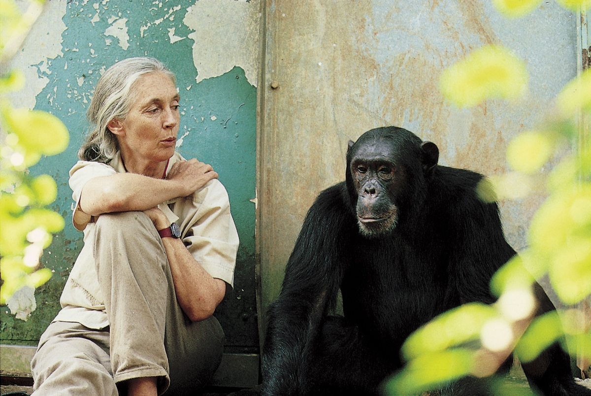 Jane Goodall sitting beside a chimpanzee
