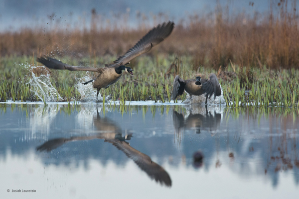 An aggressive Canada goose protecting its territory by charging at another goose over a pond in “Goose Attack” by Josiah Launstein