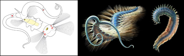 Schematic anatomy of Kootenayscolex showing digestive structures. 